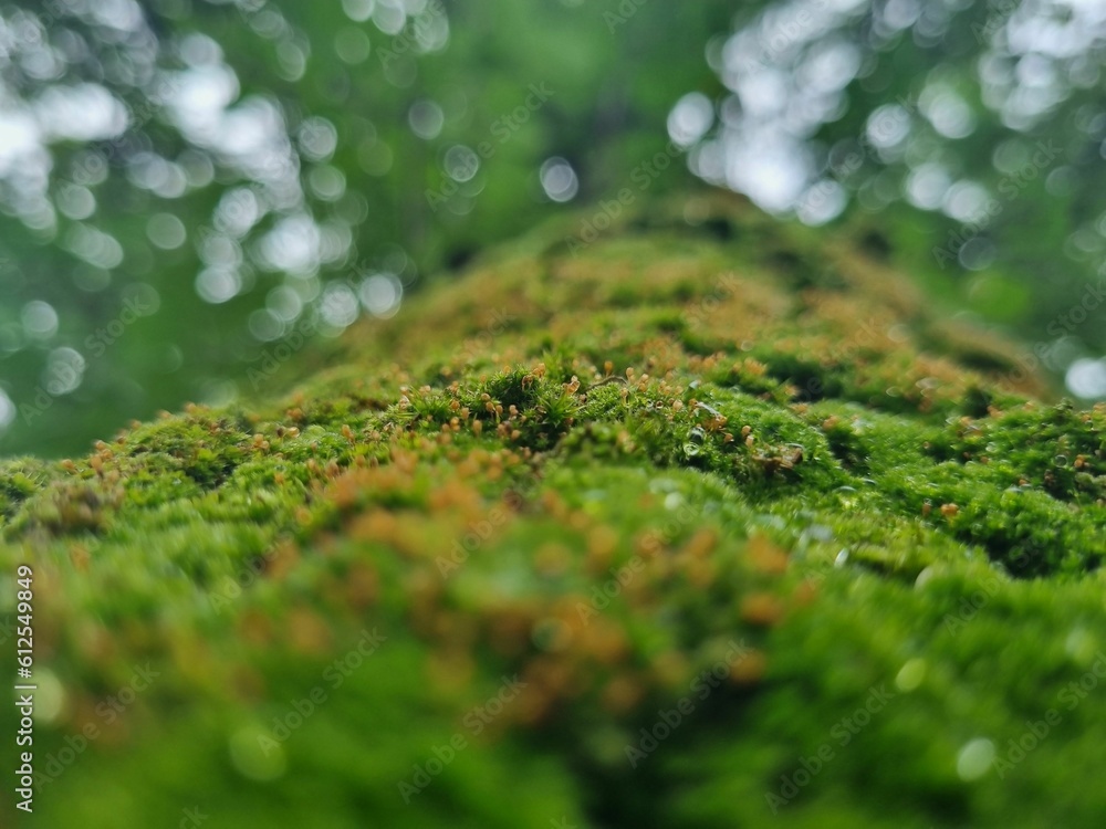 Closeup of moss on a trunk of a tree in a forest Closeup of moss on a trunk of a tree in a forest
