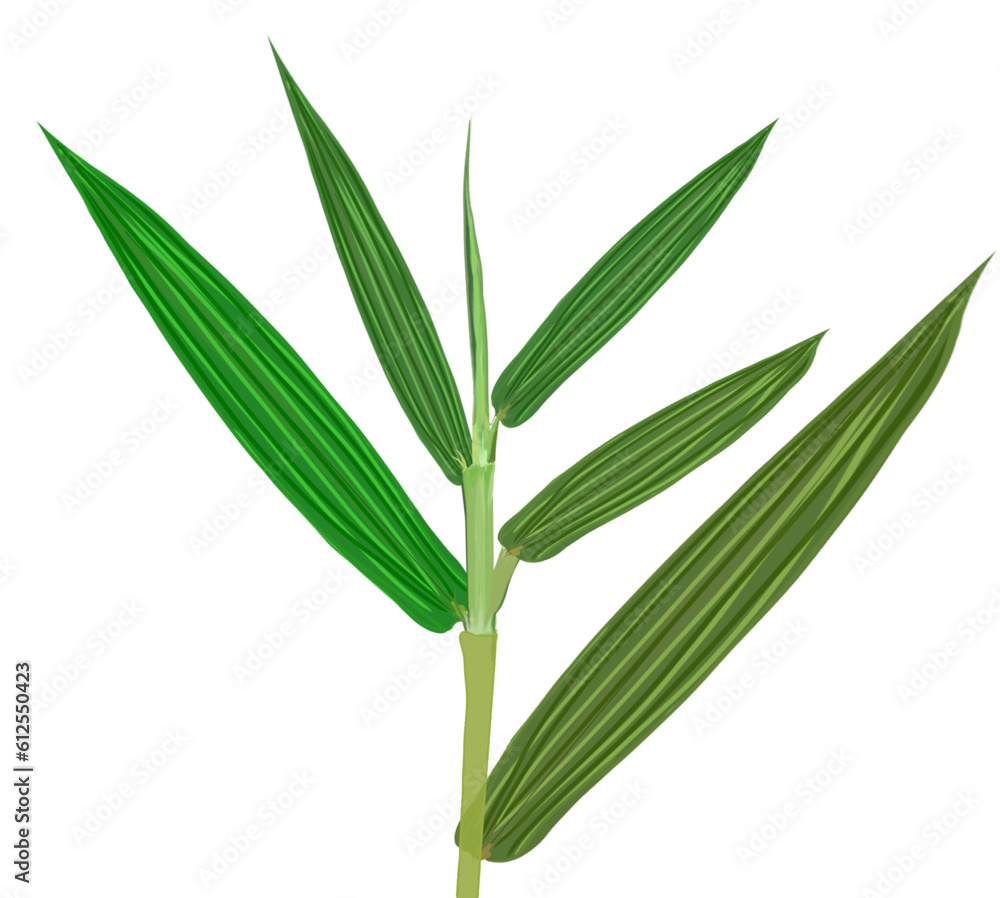 a green bamboo leaf on a white background