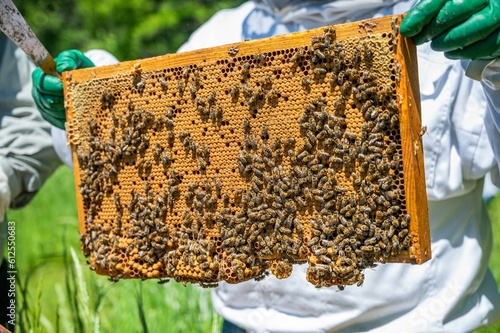 Beekeeper holding a hive frame with honeycombs. Apiculture.
