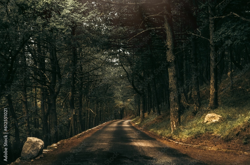 Long trail through the mysterious forest