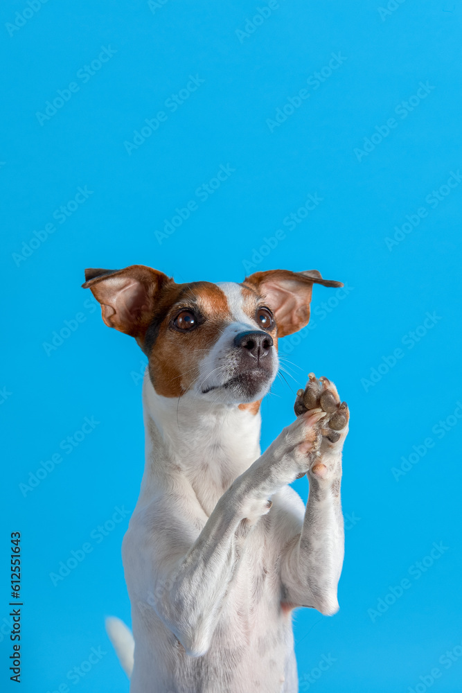 Dog Jack Russell Terrier raised his paws and looks up while sitting on a blue background.