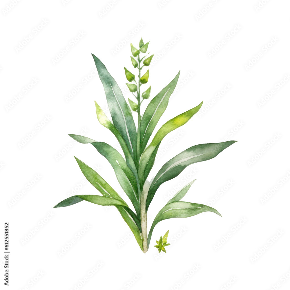 Fototapeta premium Cute botanical watercolor plant. Illustration AI Generative.