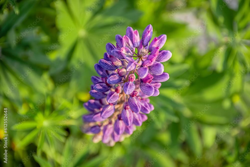 Obraz premium Lupine