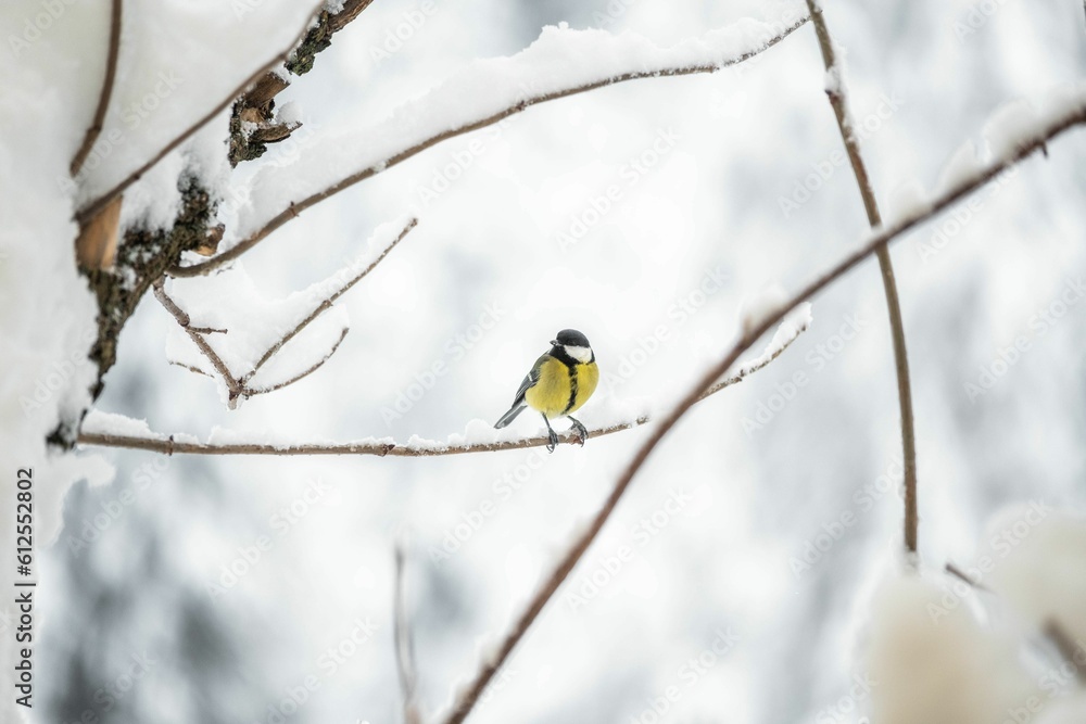 Fototapeta premium Great tit perching on branch