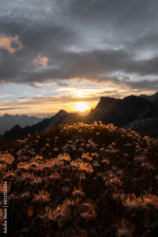 Closeup of blooming flowers in background of mountains during sunset