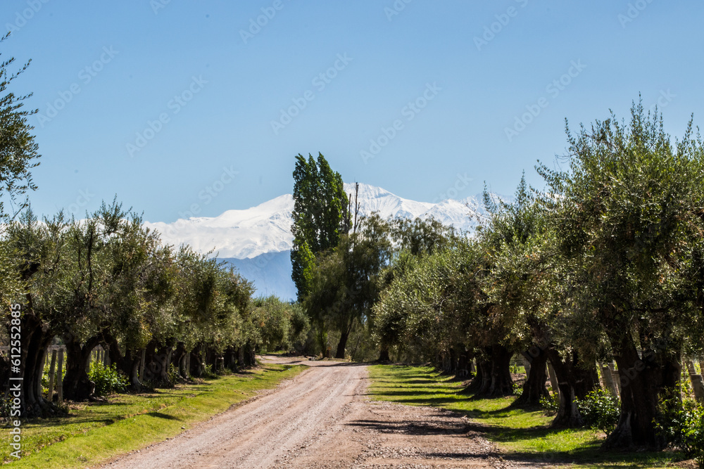 Mendoza - Argentina - Cordilheira dos Andes e vinhedos Mendoza - Argentina - Cordilheira dos Andes e vinhedos