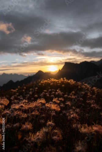 Closeup of blooming flowers in background of mountains during sunset
