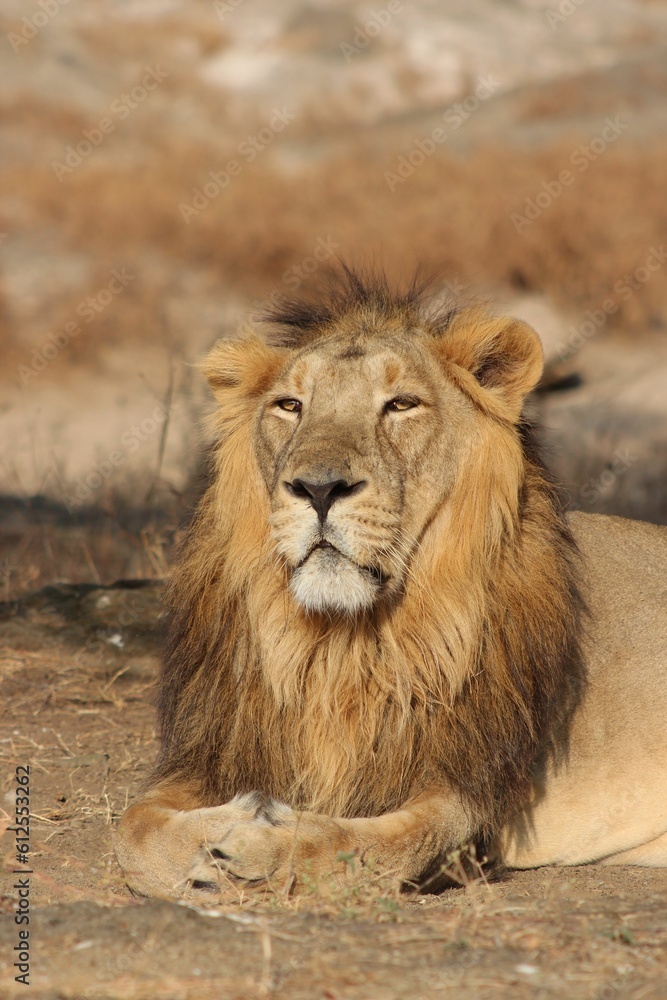 Obraz premium View of a beautiful lion relaxing in a field with dry grass during sunrise