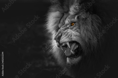 Fototapeta Naklejka Na Ścianę i Meble -  Semi-grayscale shot of a roaring lion with yellow eyes, selective color