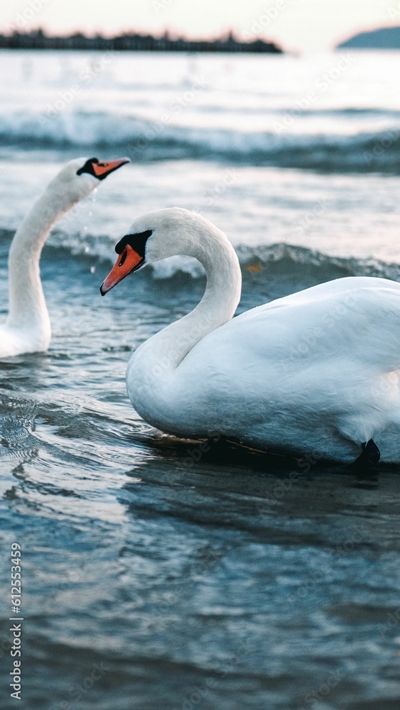 Naklejka premium Vertical shot of white swans on Black sea waves Bulgaria at sunset