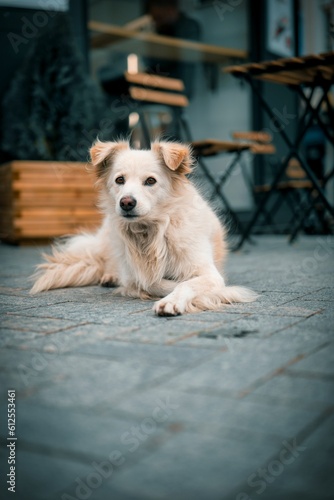 Vertical closeup of a cream color street dog.