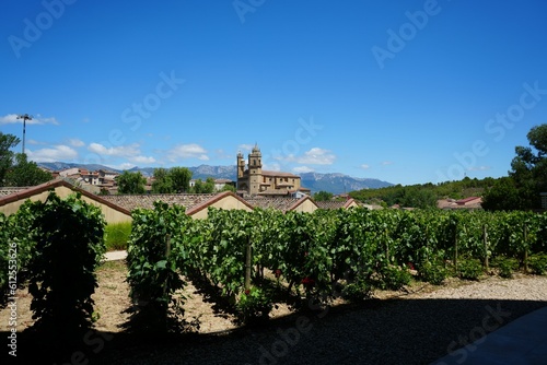 Beautiful view of the vineyards under a blue sky in La Rioja, Spain.