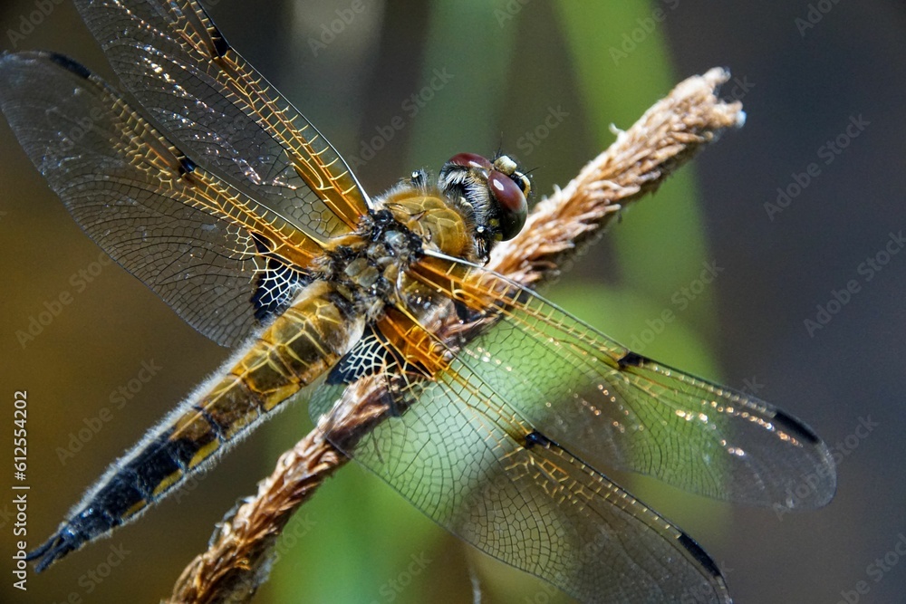Macro shot of a dragonfly perched on a plant