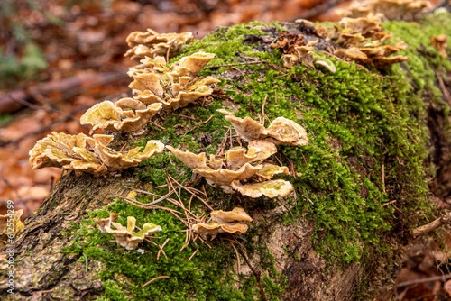 Close-up shot of a dead tree trunk overgrown with fungus and moss