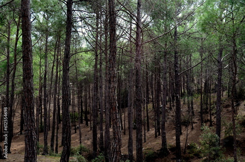 Dense forests and moss covered trees in Mersin province in Turkey.