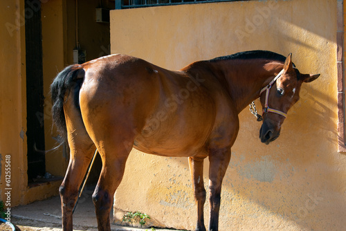 A brown horse covered in sweat with glistening coat in the sun, waiting to be bathed after having been running all day.