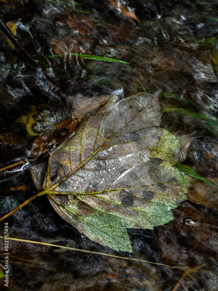 Closeup shot of a fallen leaf in the lake in autumn Closeup shot of a fallen leaf in the lake in autumn