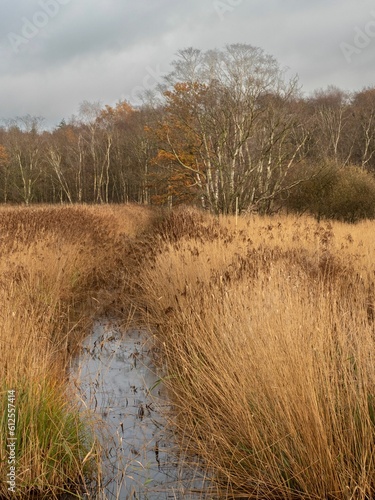 Vertical shot of a river flowing in the middle of a dry meadow field