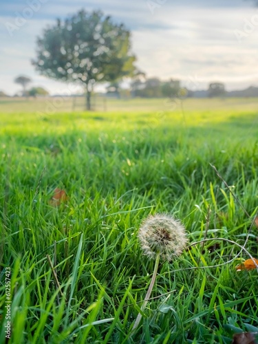 Dandelion Clock close up with lone tree, treeline and sky in the distance. Background is soft focus