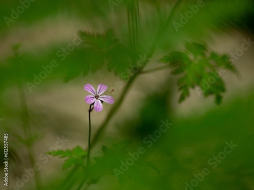 Canvas Print Selective focus shot of the herb robert in a garden