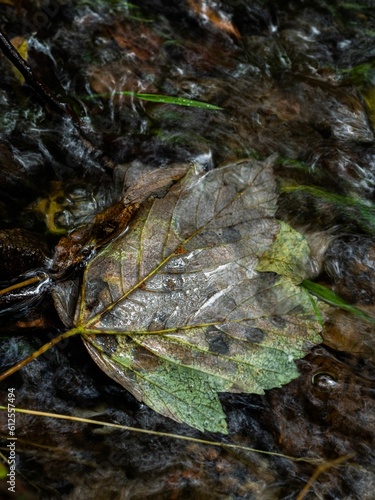 Closeup shot of a fallen leaf in the lake in autumn © Andy Banner/Wirestock Creators
