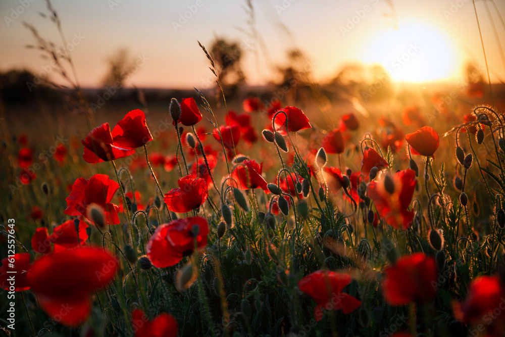 Obraz premium Beautiful meadow with the poppy flowers at sunset, Poland.