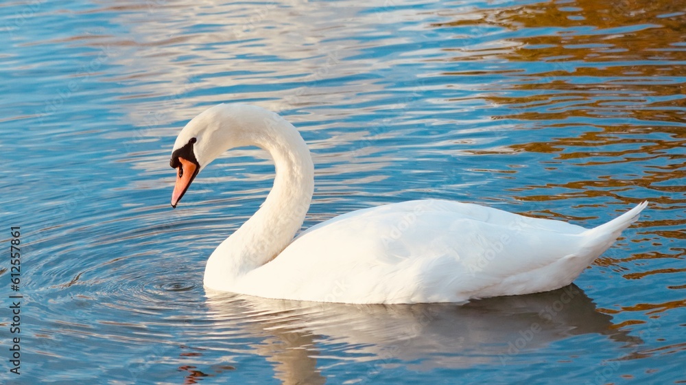Fototapeta premium swan on the lake