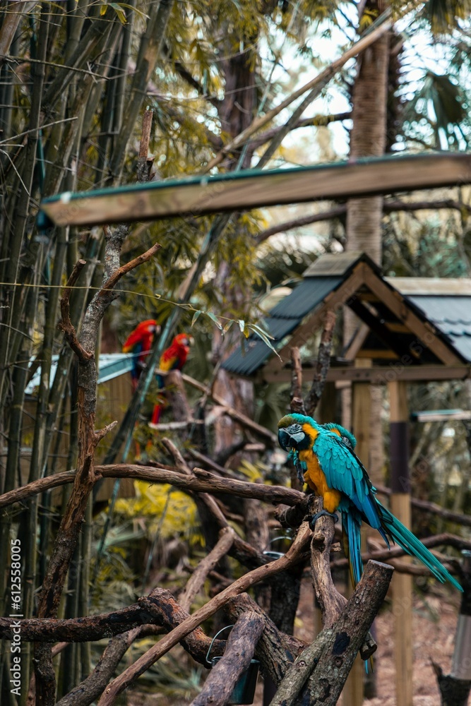 Obraz premium Closeup of macaws (Ara macao) on branches
