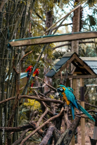 Closeup of macaws (Ara macao) on branches