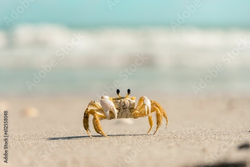 Closeup shot of a yellow crab on the beach in sunny weather on a blurred background