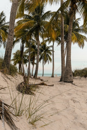 Vertical shot of palm trees on the beach near the ocean in daylight