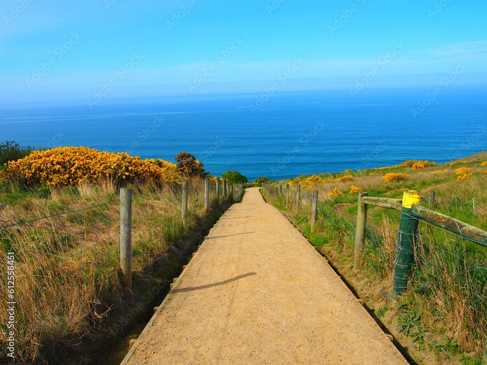 Road leading to the Dunedin sea in New Zealand