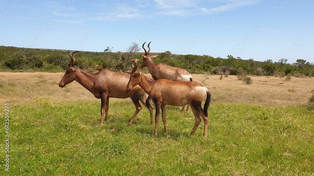 Herd of red hartebeest in a field in Addo Elephant Park in South Africa Herd of red hartebeest in a field in Addo Elephant Park in South Africa