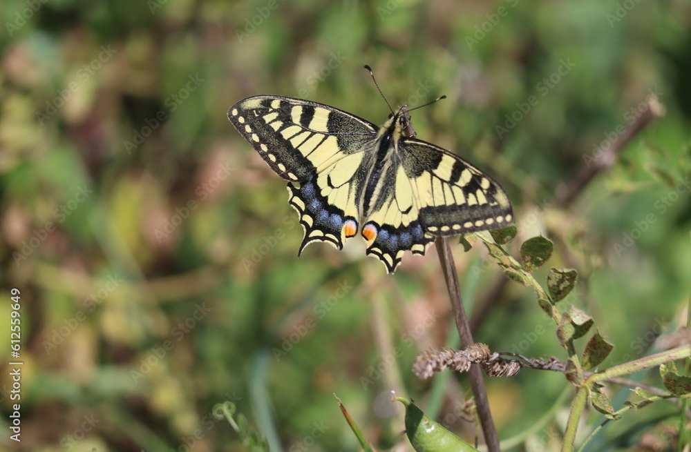 butterfly on a leaf butterfly on a leaf