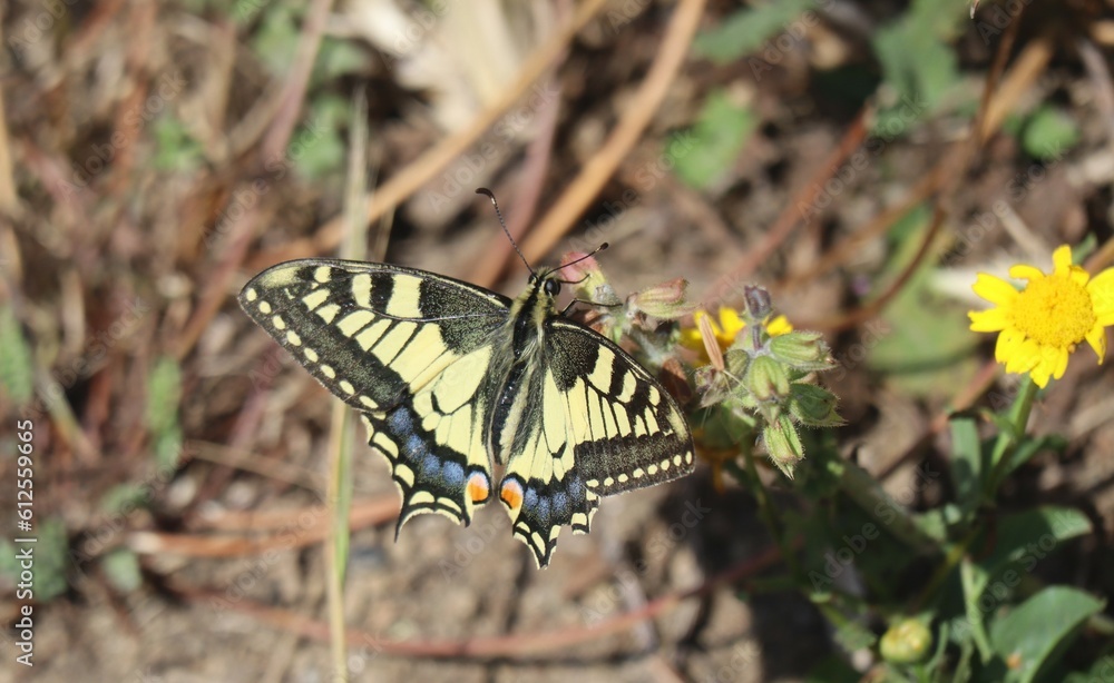 Fototapeta premium butterfly on a flower