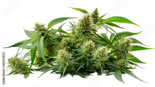 Collection of Cannabis buds, Cannabis flowers, Transparent background, isolated, separated, marijuana leaves and flowers, ai generated photo