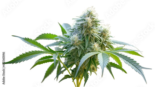 Collection of Cannabis buds, Cannabis flowers, Transparent background, isolated, separated, marijuana leaves and flowers, ai generated