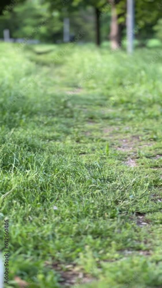 Pomeranian Dog Running on the Grass, Walking in the Park, Pet Care Pomeranian Dog Running on the Grass, Walking in the Park, Pet Care
