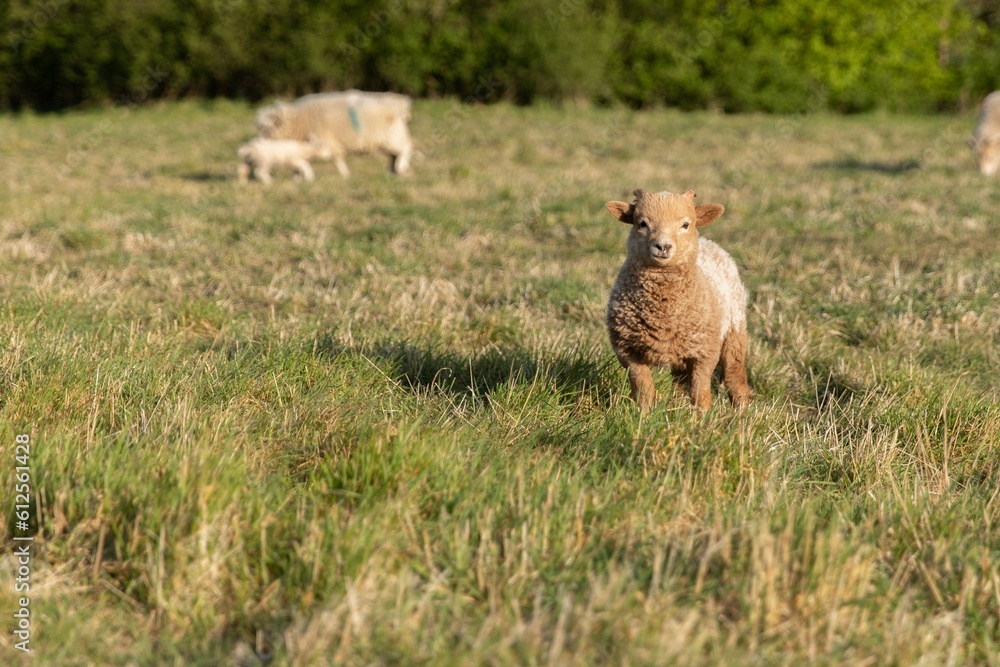 Obraz premium Closeup of sheep and lambs grazing in a farm field under the sunlight in the countryside