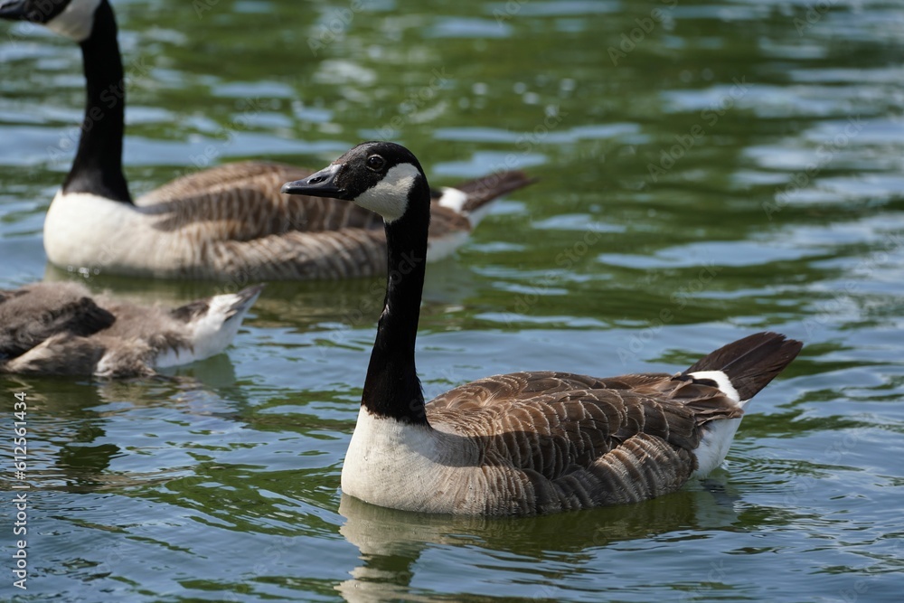 Closeup of adorable geese swimming in a pond