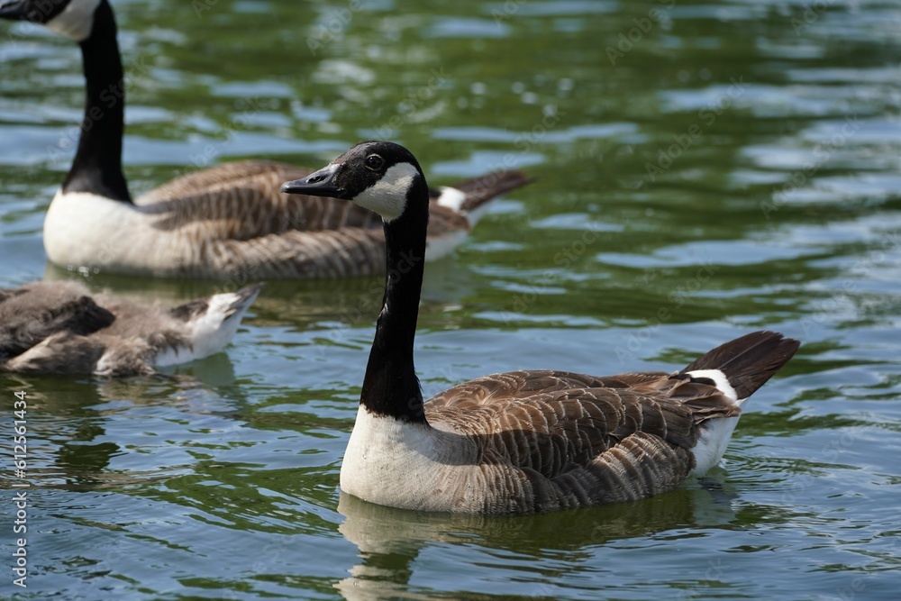 Closeup of adorable geese swimming in a pond Closeup of adorable geese swimming in a pond