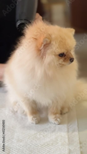 Pomeranian Pet care, Dog Grooming, blow-drying, combing