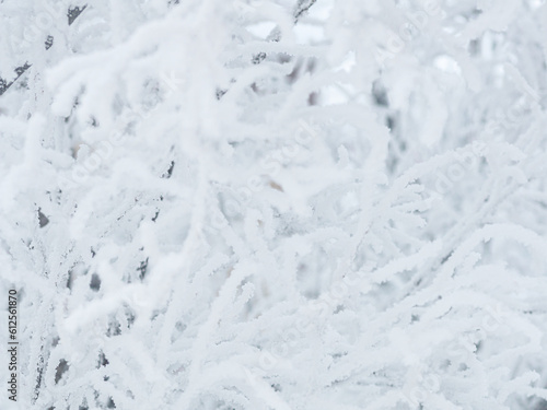 Snow and rime ice on the branches of bushes. Beautiful winter background with trees covered with hoarfrost. Plants in the park are covered with hoar frost. Cold snowy weather. Cool frosting texture.