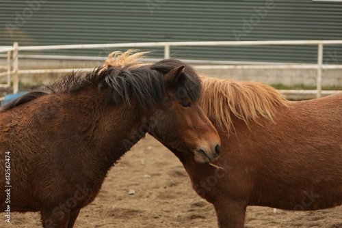 two horses stand close together in an enclosure by the fence