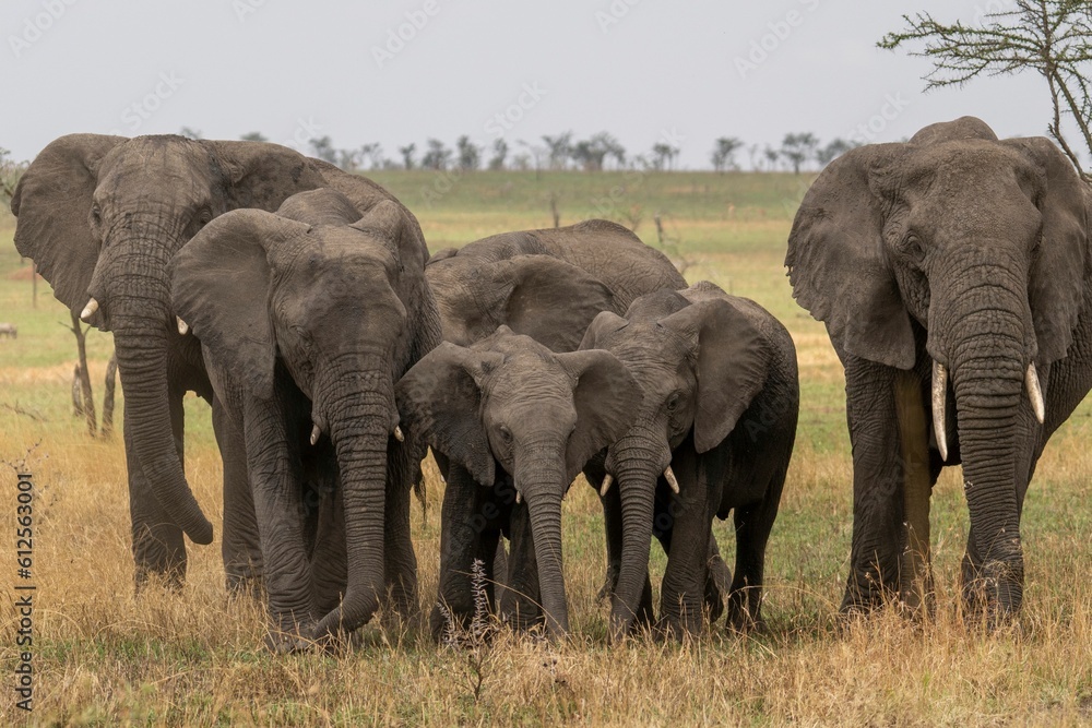 Large family of gray elephants on a rural wild valley Large family of gray elephants on a rural wild valley