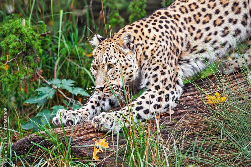 Obraz premium Leopard stands on a fallen tree preparing for a hunting flight