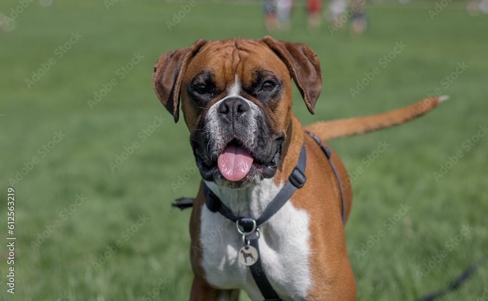 Closeup shot of a brown boxer dog staring at the camera
