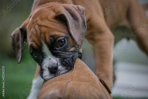 Fototapeta Naklejka Na Ścianę i Meble -  Closeup shot of a brown boxer dog playing outdoors