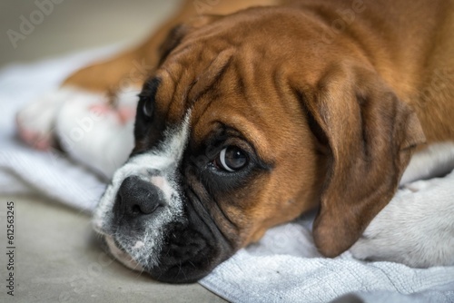 Closeup shot of a sleepy Boxer puppy, brown-furred, lying on the floor on a white towel