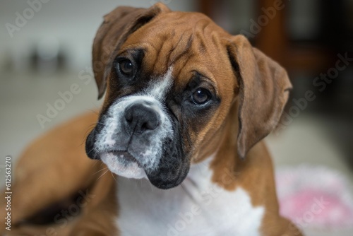 Closeup shot of a brown boxer dog staring at the camera © Felix Garcia Vila/Wirestock Creators